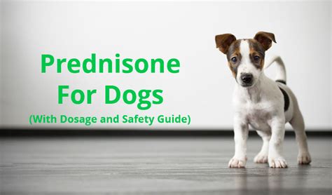 Prednisone for Dogs (With Dosage and Safety Guide)