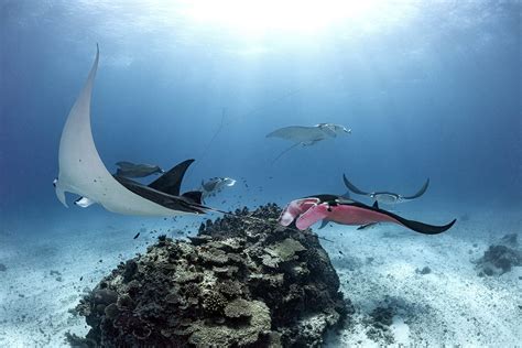 Amazing Underwater Photographs Capture the World's Only Known Pink ...