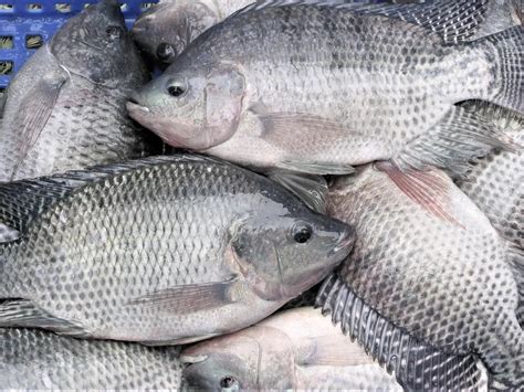 Nile Tilapia - Profile | Diet | Growth | Farming | Aquaculture - SeaFish