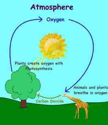 The Carbon/Oxygen Cycle - Biology