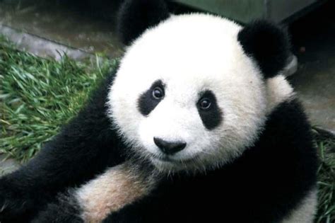 Panda, Wolong Nature Reserve. Panda's are so adorable! | Giant panda bear, Bear species, Panda bear