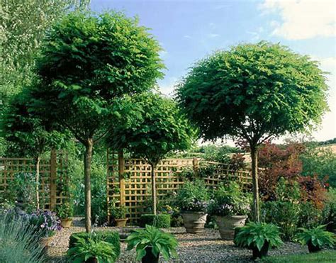 Small Ornamental Evergreen Trees Uk - Thuem Garden Plant