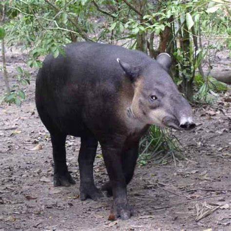 Researchers use new technique to shed light on endangered tapir