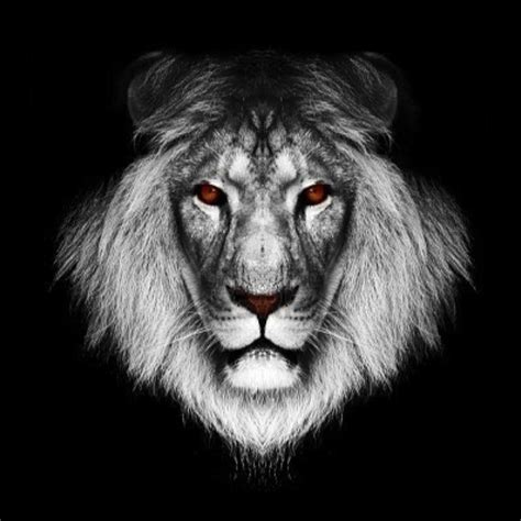 Lion red eyes | Lion wallpaper, Animals, Lion pictures