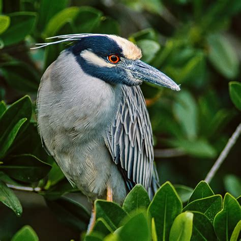 FLORIDA BIRDING & WILDLIFE SAFARI – Adam Jones Photography