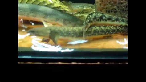 BIchir feeding (June 2013) - YouTube