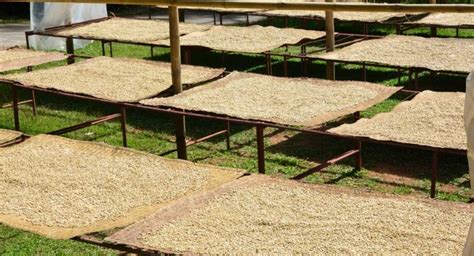 Everything You Need To Know About Drying Coffee Beans | HealthyMealsHub.com