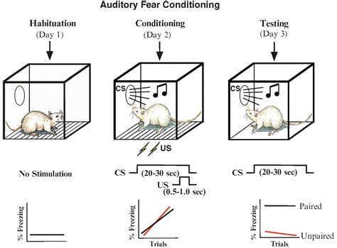 The Amygdala and the Neural Pathways of Fear | SpringerLink