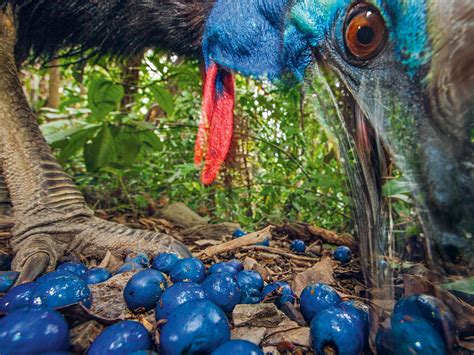 Cassowaries