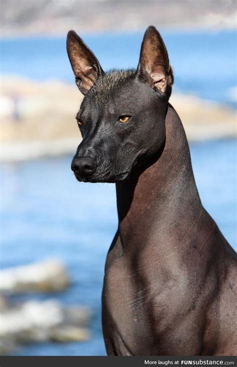 The Xoloitzcuintli Quetzal (Mexican hairless dog) is considered a guide ...