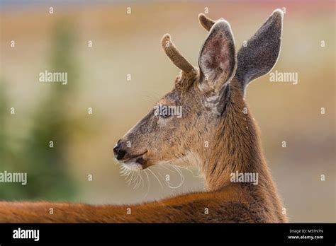 Blacktail deer antlers hi-res stock photography and images - Alamy