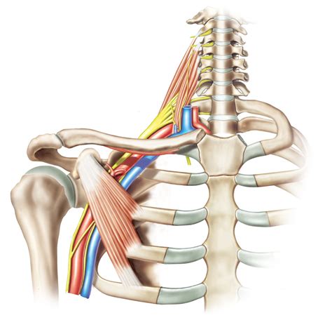 Brachial Plexus Anatomy Model