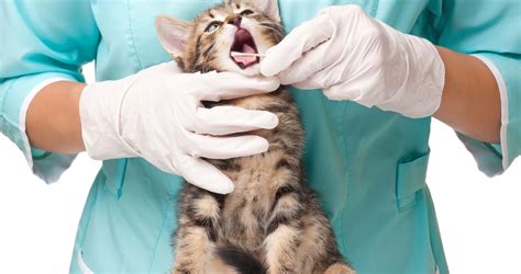 Tudo sobre Medicina Veterinária | UNIBRASIL