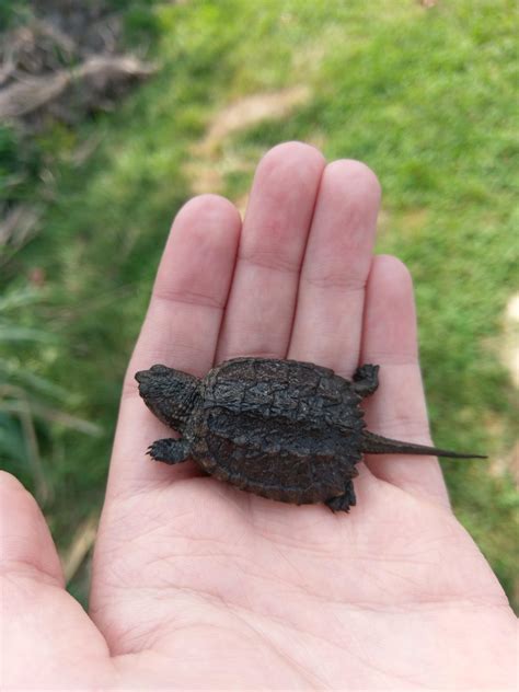 🔥 This baby snapping turtle : r/NatureIsFuckingLit