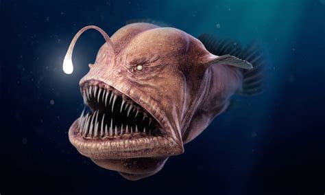 Deep Sea Creatures