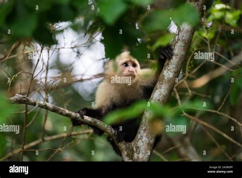 Capuchin monkeys in natural habitat Stock Photo - Alamy