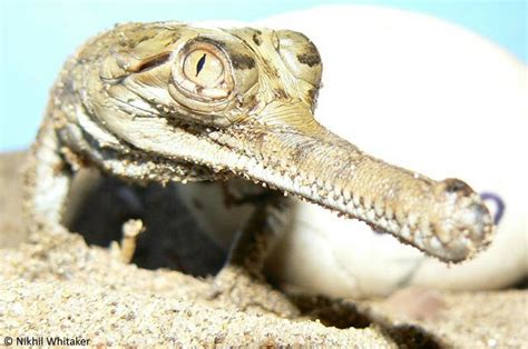 Baby gharial | Gharial, Silly animals, Cute baby animals