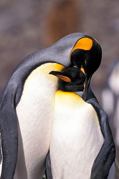 Penguin Hug Stock Photos, Pictures & Royalty-Free Images - iStock