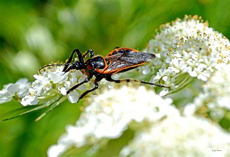 Assassin Beetle 005 Photograph by George Bostian - Fine Art America