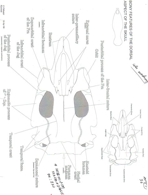 Manatee Skeletal Anatomy Images - Fossil ID - The Fossil Forum