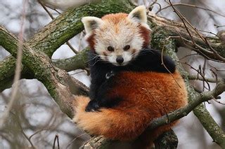 [2433] Red panda | Tierpark Berlin / Red pandas | zoofanatic | Flickr