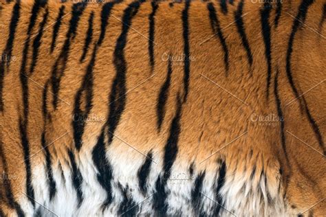 Tiger skin texture for background #Sponsored , #ad, #skin#tiger#Real#background Tiger Fur, Tiger ...