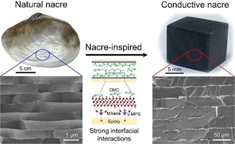 Tough and Conductive Nacre‐inspired MXene/Epoxy Layered Bulk Nanocomposites - Wang - 2023 ...