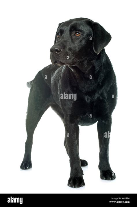 female black labrador retriever in front of white background Stock ...