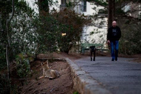 Urban Coyotes - Conservation Visual Storytellers Academy