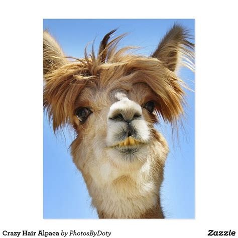 Crazy Hair Alpaca Postcard | Zazzle | Crazy hair, Hair humor, Animal ...