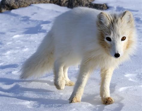 Animais Que Vivem no Gelo e em Temperaturas Negativas | Mundo Ecologia