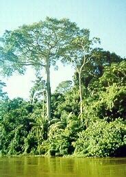 Blue Planet Biomes - Kapok Tree