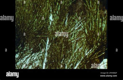 Ephedra plant Stock Videos & Footage - HD and 4K Video Clips - Alamy