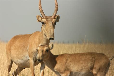 Saiga Antelope Facts, Habitat, Extinction, Life Cycle, Baby, Pictures