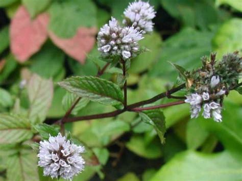 Mentha × piperita (Peppermint) - World of Flowering Plants