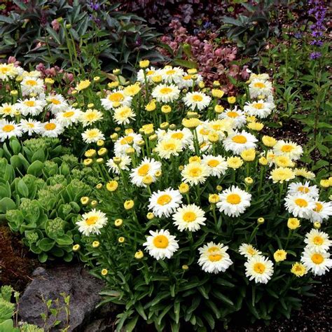 Bridal Bouquet Shasta Daisy | Sooner Plant Farm