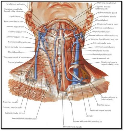 ProcGuide: Internal Jugular Central Line