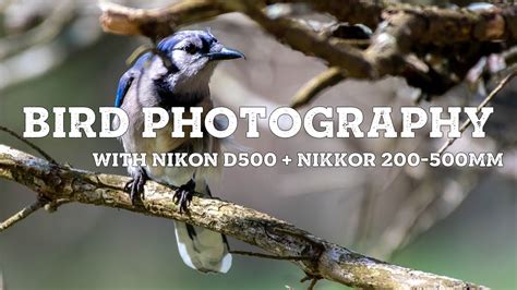 BIRD PHOTOGRAPHY (Nikon D500 + Nikkor 200-500mm) - YouTube