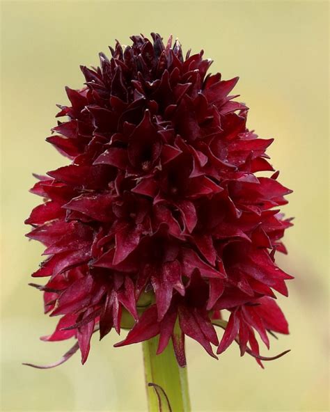 Nigritella rhellicani (Black Vanilla Orchid) - The Alpine Flora of ...