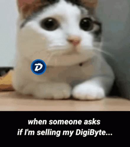 No Meme Cat Digi Byte GIF | GIFDB.com