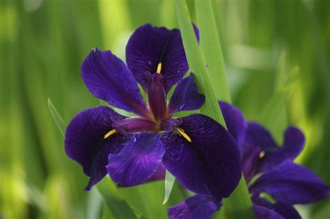 Louisiana Iris Information: Tips On Growing Louisiana Irises In Gardens