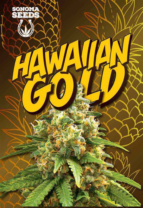 Hawaiian Gold Autoflower Seeds - Sonoma Seeds