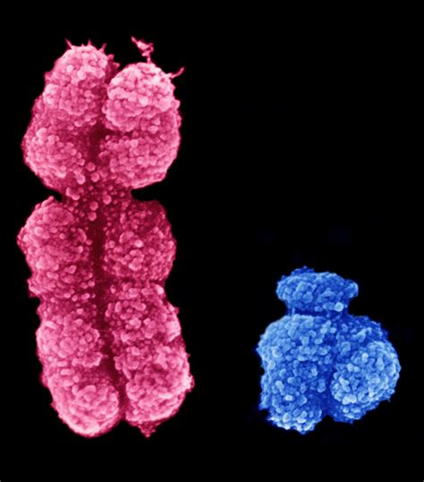 Sex chromosome battle leads to more female mice | Crick