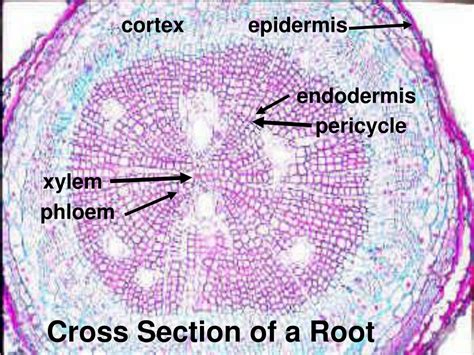 PPT - Figure 35.10 Review of General Plant Cell Structure PowerPoint Presentation - ID:9635411