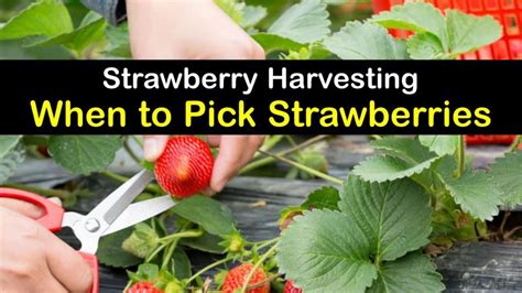 Strawberry Harvesting - Learn When to Pick Strawberries