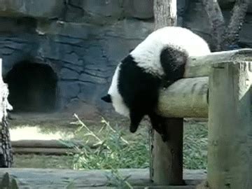 13 GIFs de pandas caindo, porque até nisso eles são fofinhos e divertidos - Mega Curioso