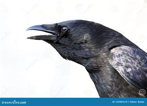 Carrion crow stock image. Image of people, nature, portrait - 123381519