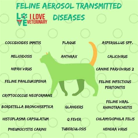 Transmission of Feline Diseases | Vet medicine, Feline panleukopenia ...