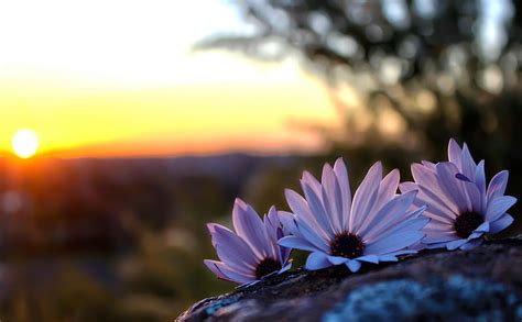 Beautiful Flowers, with love, daisies, bokeh, flowers, nature, sunset ...