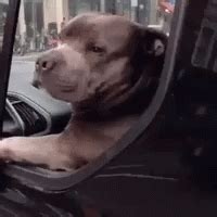 Dog Bye GIF - Dog Bye Felicia - Discover & Share GIFs